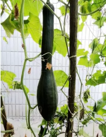 知道最甜最面的南瓜品種嗎？盤點(diǎn)十種有營養(yǎng)的甜面南瓜...