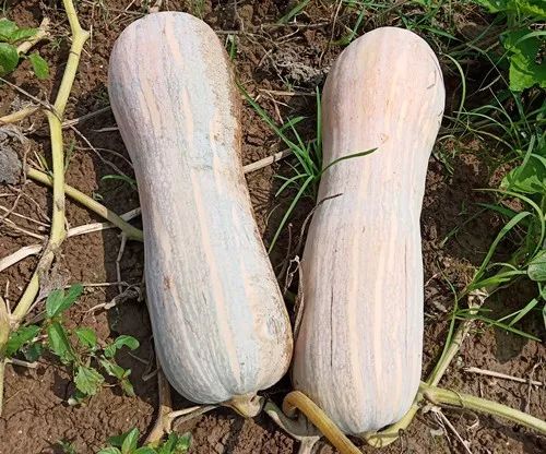 生吃都好吃南瓜新品種，沒有大肚子，肉質(zhì)更密致，農(nóng)戶試種下