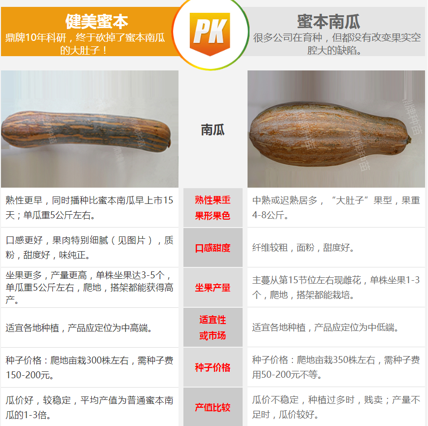 生吃都好吃南瓜新品種，沒有大肚子，肉質(zhì)更密致，農(nóng)戶試種下