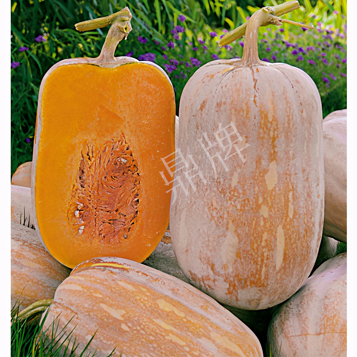 2020年，市面上的南瓜品種哪個口感最好、最甜、最值得種植？