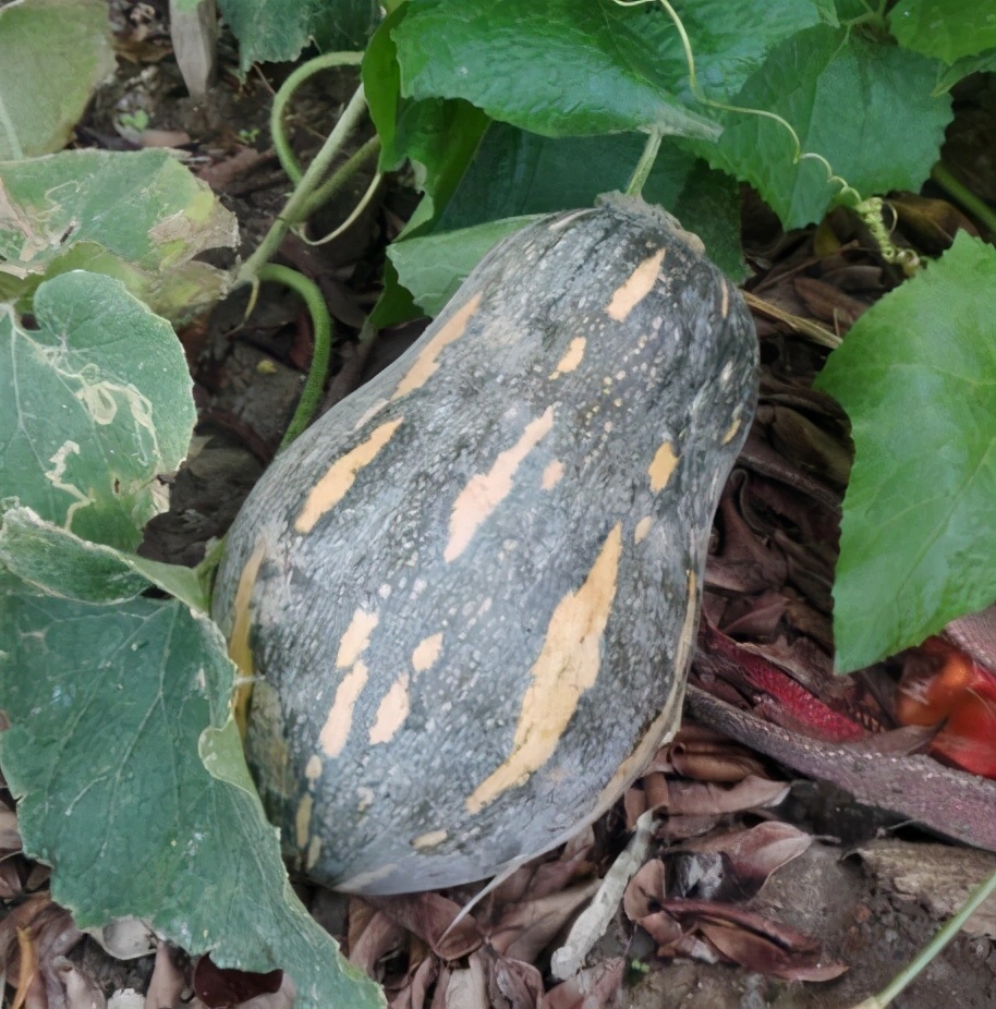 2020年，市面上的南瓜品種哪個口感最好、最甜、最值得種植？