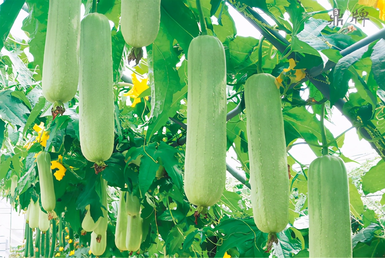 絲瓜新品種層不出窮，2021年，哪個絲瓜品種最值得種植？