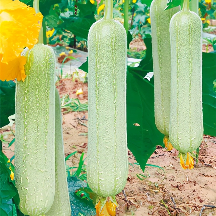 絲瓜新品種層不出窮，2021年，哪個絲瓜品種最值得種植？