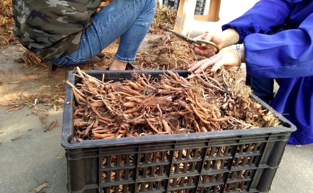 一斤接近20塊，原來它才是最火的國民蔬菜！全國都適種