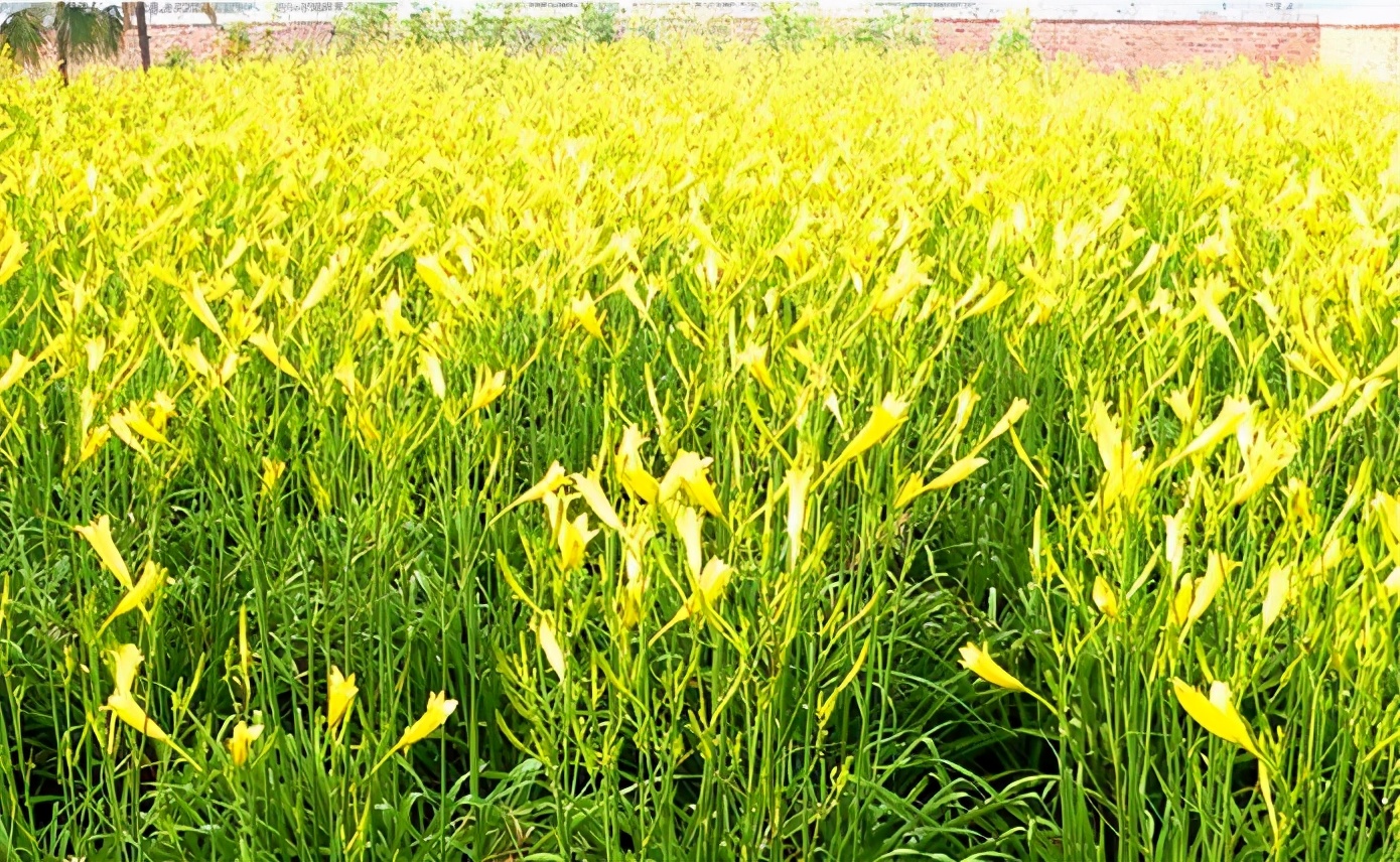 一斤接近20塊，原來它才是最火的國民蔬菜！全國都適種