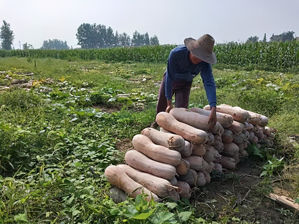 一位轉(zhuǎn)業(yè)后的特種兵，辦農(nóng)場種瓜菜，靠1個優(yōu)點，年賺200萬