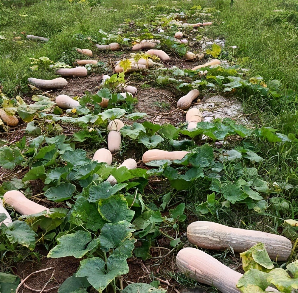 一位轉(zhuǎn)業(yè)后的特種兵，辦農(nóng)場種瓜菜，靠1個優(yōu)點，年賺200萬