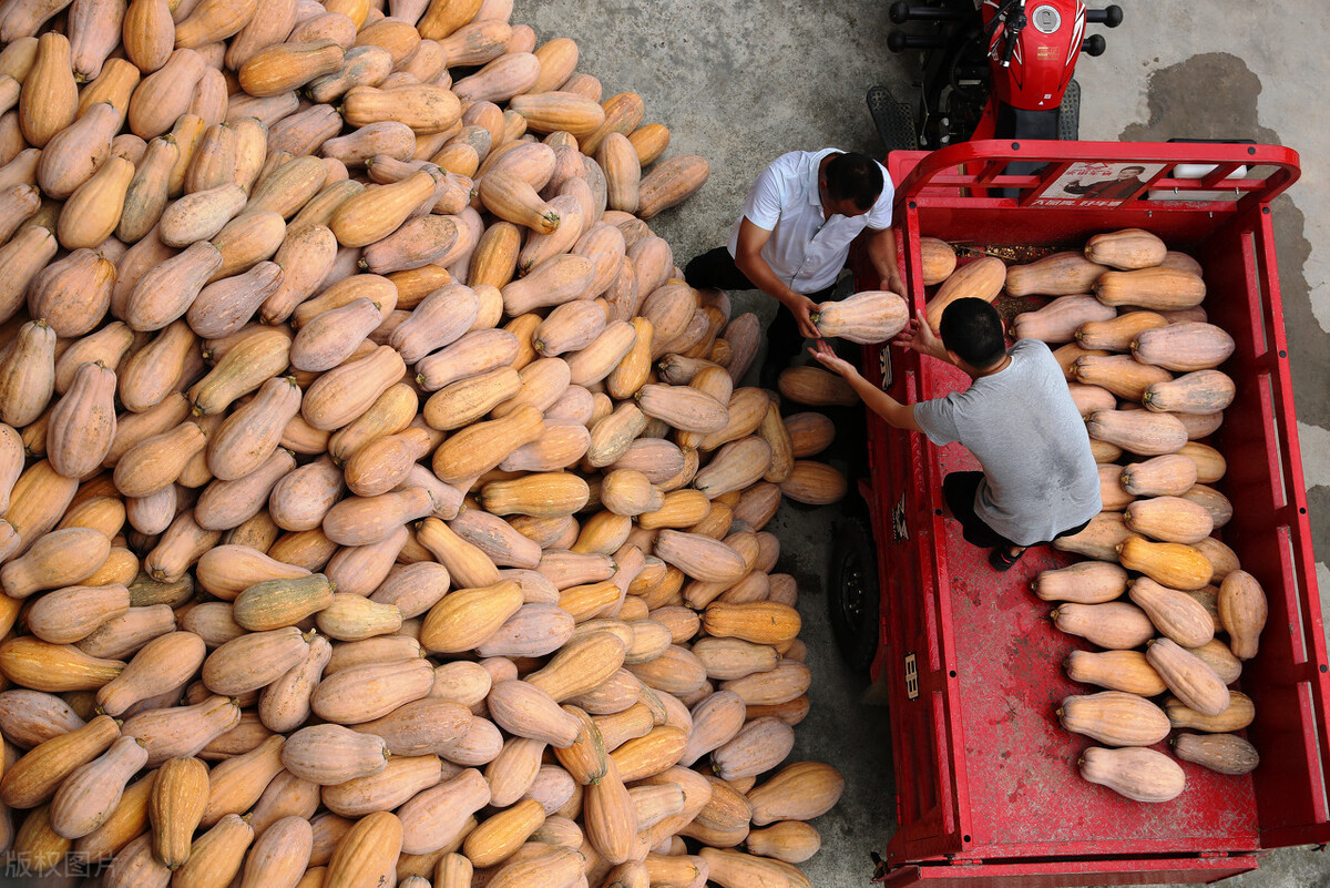 畝產6000公斤的南瓜上市，20年科研他就為打造1個爆款品種