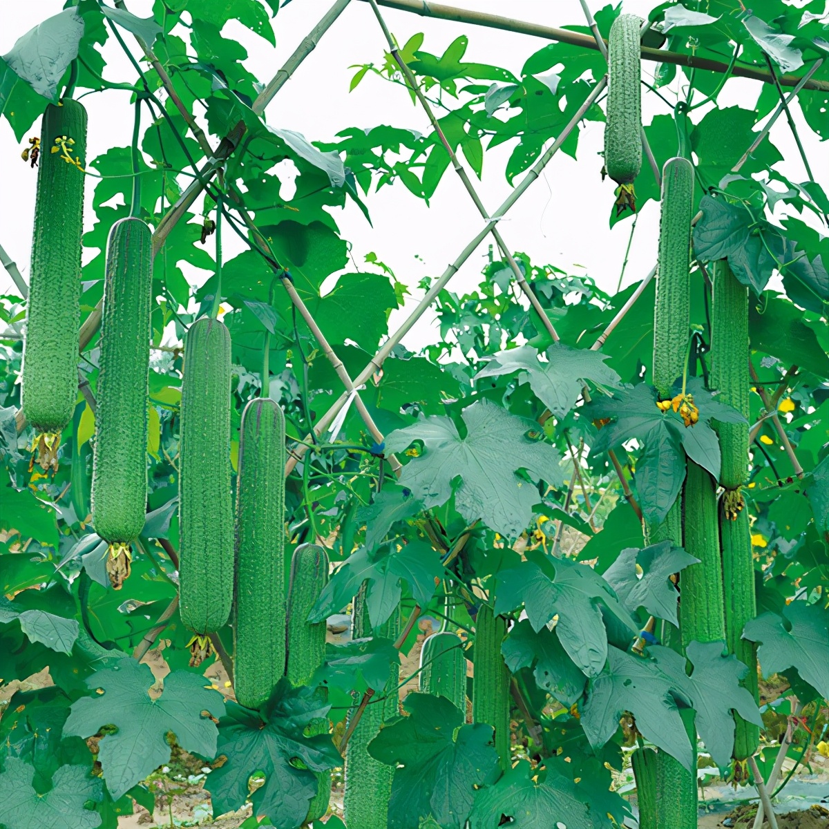 這個絲瓜畝產(chǎn)可達(dá)8000公斤，菜農(nóng)2021年致富的絲瓜品種