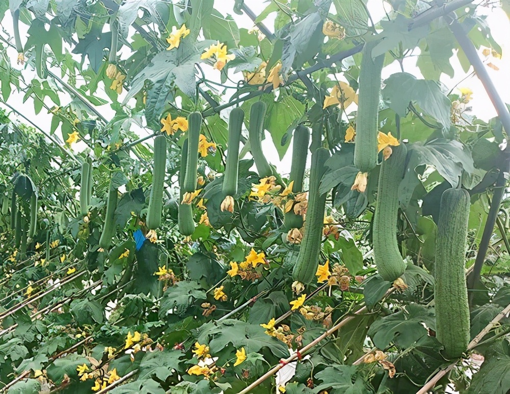 這個絲瓜畝產(chǎn)可達(dá)8000公斤，菜農(nóng)2021年致富的絲瓜品種