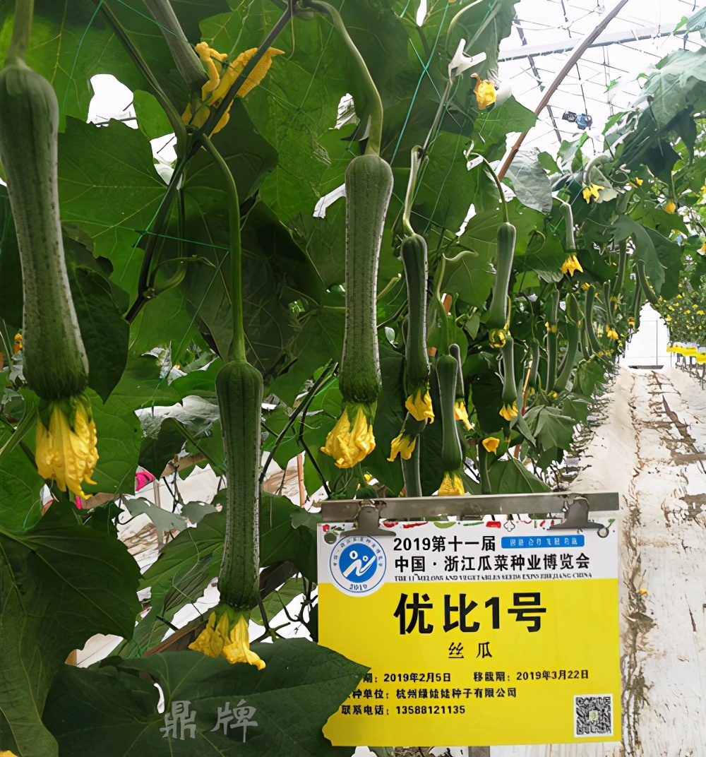 這個絲瓜畝產(chǎn)可達(dá)8000公斤，菜農(nóng)2021年致富的絲瓜品種