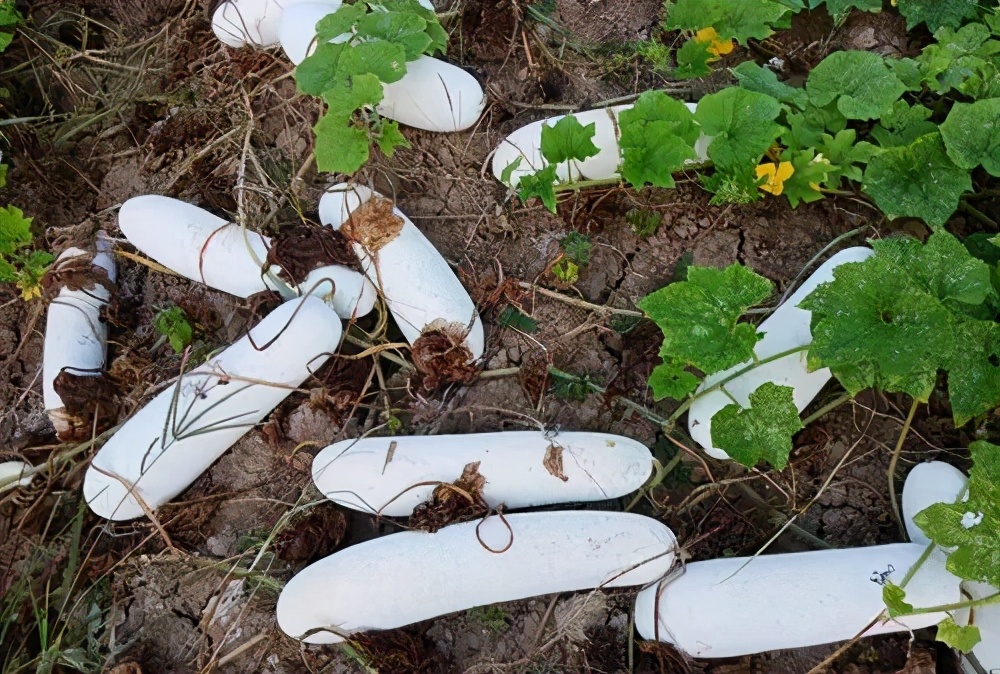 這個(gè)冬瓜品種放1年不壞，口感脆甜，多年科研就為打造這1個(gè)爆品