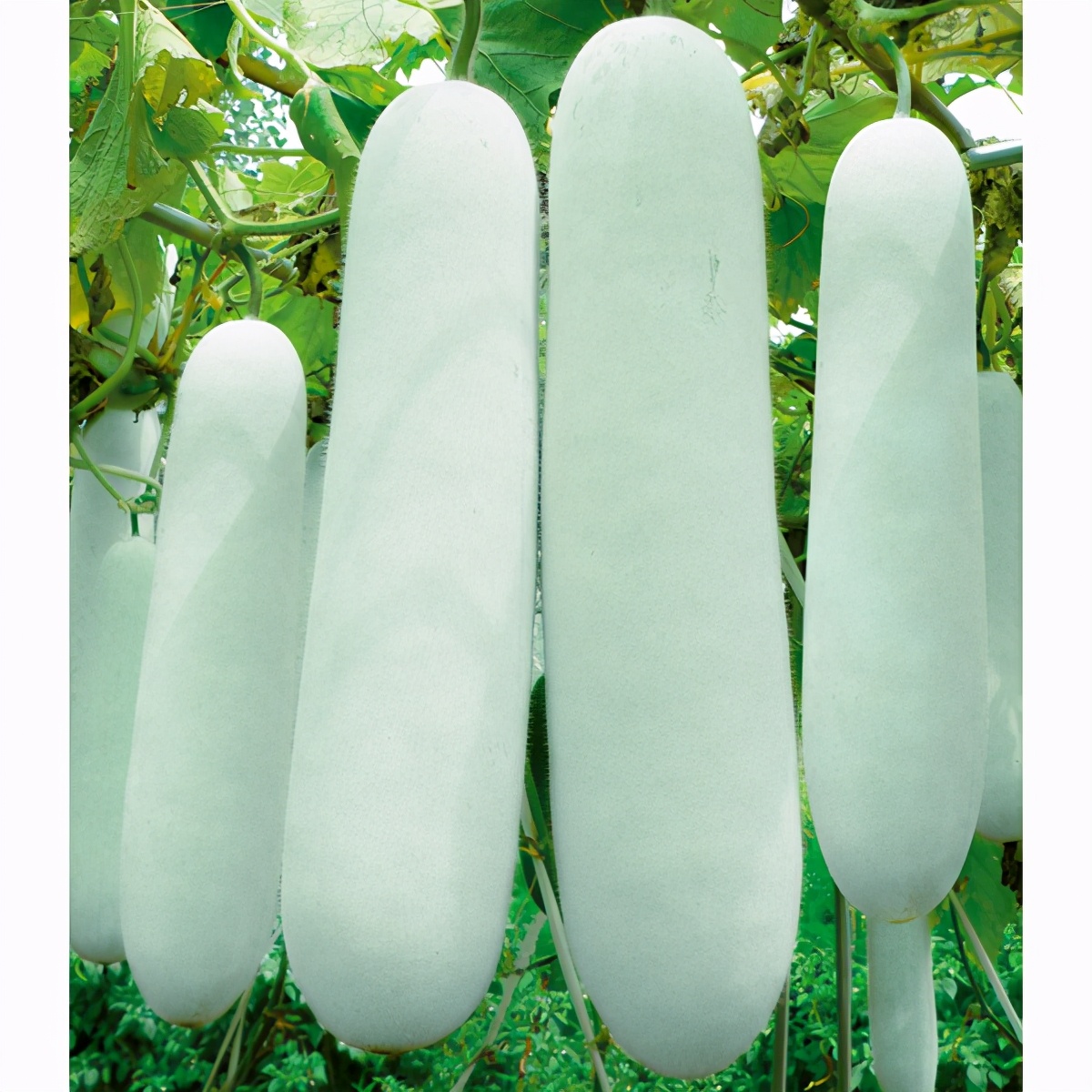 這個(gè)冬瓜品種放1年不壞，口感脆甜，多年科研就為打造這1個(gè)爆品