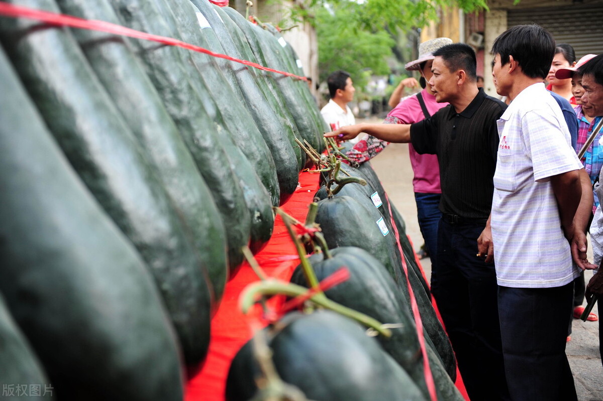 這個(gè)冬瓜品種放1年不壞，口感脆甜，多年科研就為打造這1個(gè)爆品
