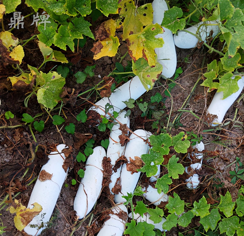 這個(gè)冬瓜品種放1年不壞，口感脆甜，多年科研就為打造這1個(gè)爆品