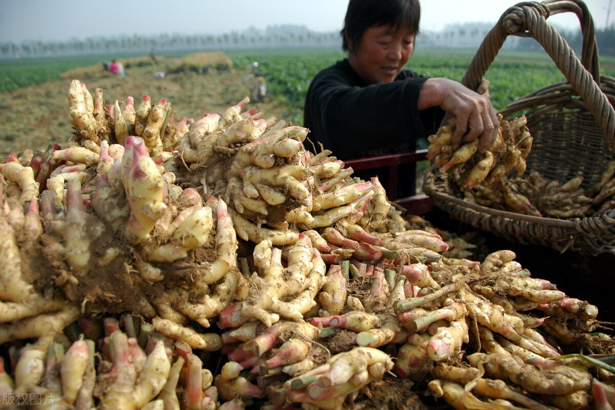 時隔三年，向錢蔥、姜你軍又來了，心動了嗎？來年你會換品種嗎？