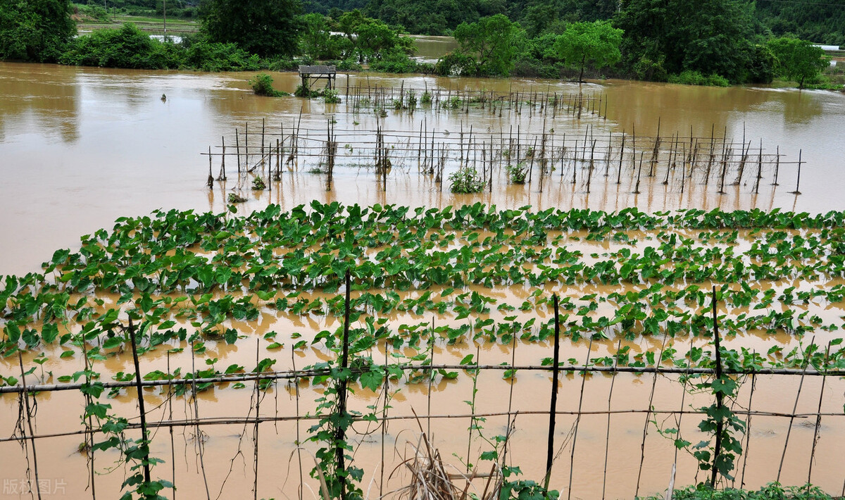 時隔三年，向錢蔥、姜你軍又來了，心動了嗎？來年你會換品種嗎？