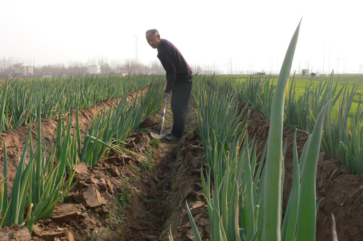 時隔三年，向錢蔥、姜你軍又來了，心動了嗎？來年你會換品種嗎？