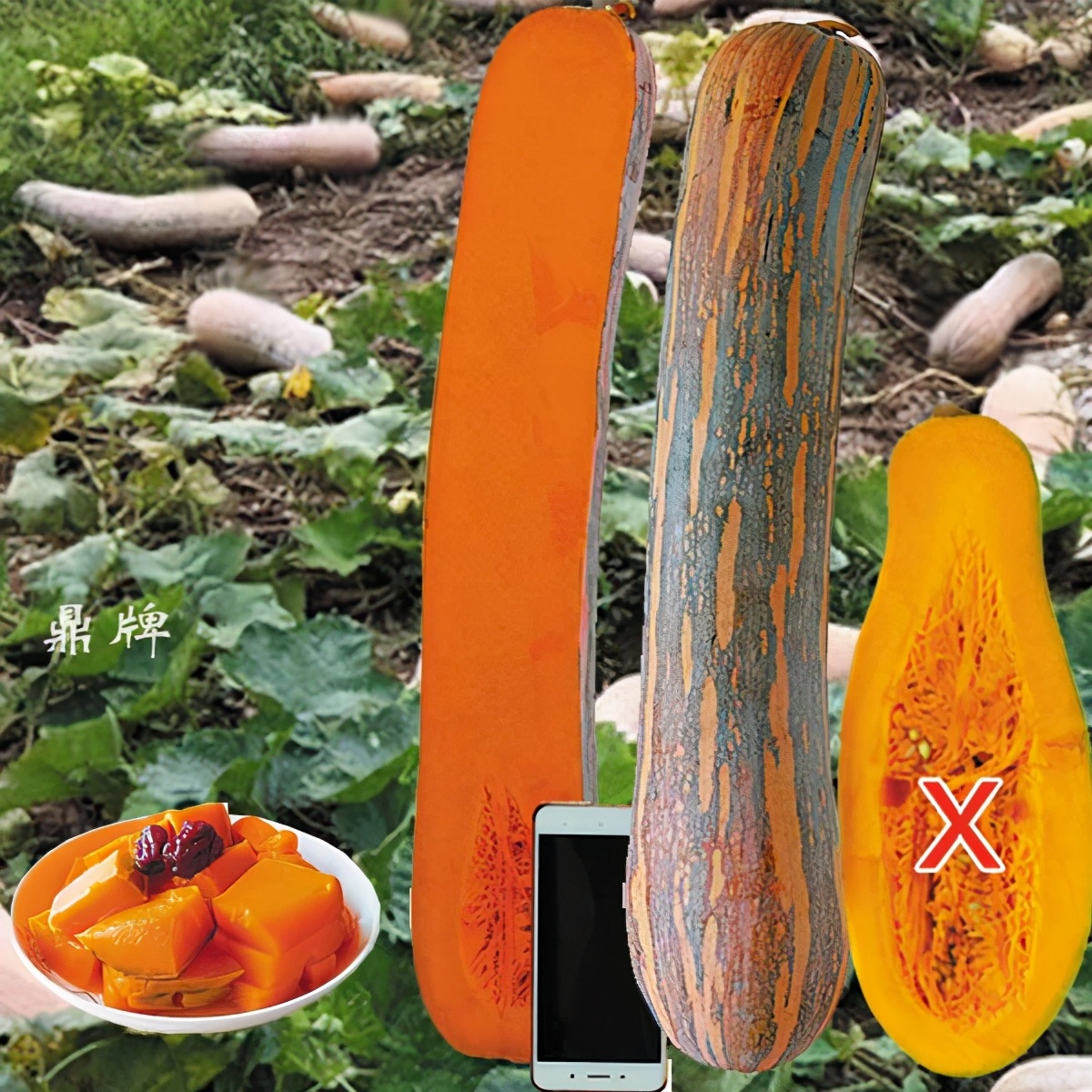 時隔三年，向錢蔥、姜你軍又來了，心動了嗎？來年你會換品種嗎？