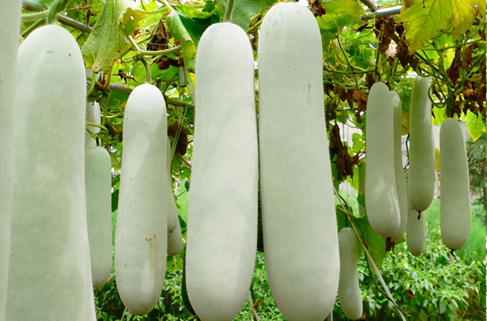 畝產(chǎn)值可達(dá)3萬元的冬瓜終上市，21年科研沉淀成就它