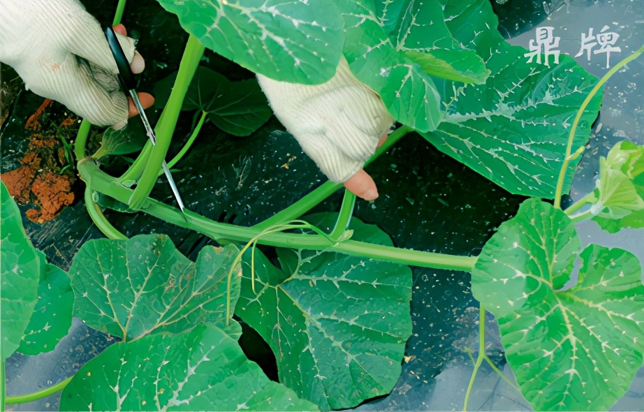 種這種綠葉菜，栽培輕松，畝產(chǎn)值過(guò)萬(wàn)元，菜農(nóng)表示很劃算