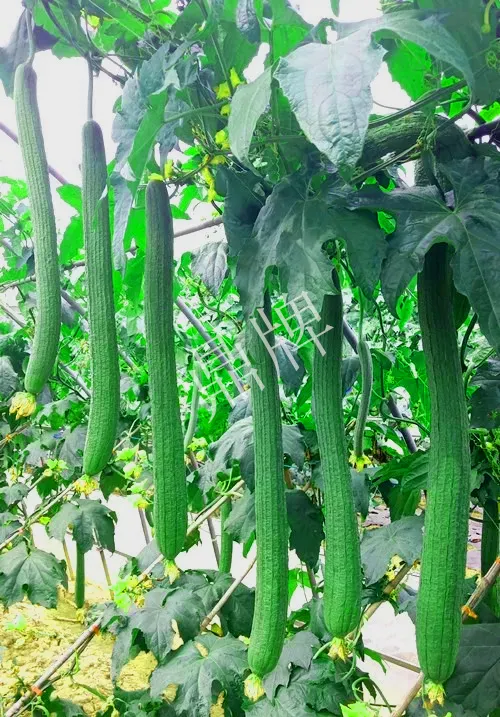它是絲瓜種植戶的新選擇，節(jié)節(jié)有瓜，瓜長(zhǎng)而不彎曲