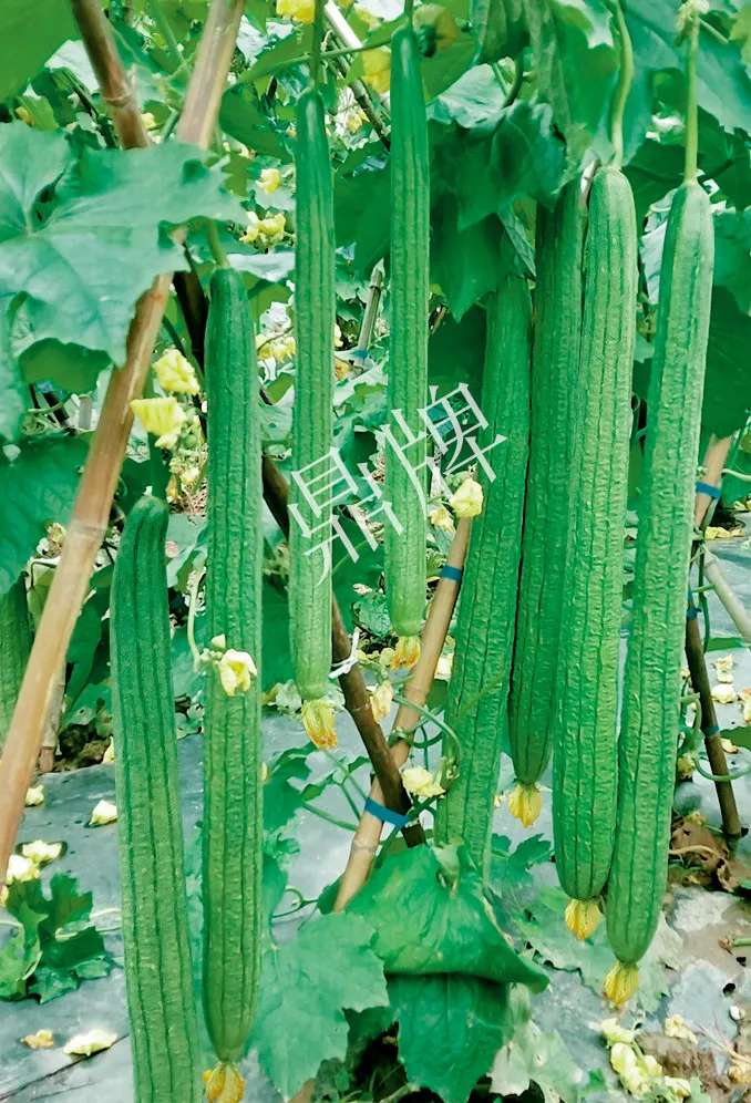 它是絲瓜種植戶的新選擇，節(jié)節(jié)有瓜，瓜長(zhǎng)而不彎曲