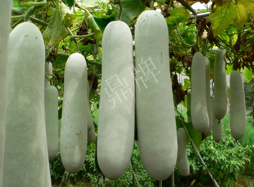 這個(gè)品種太優(yōu)秀了！耐儲(chǔ)耐運(yùn)，適合大面積種植，菜農(nóng)瓜販都喜歡