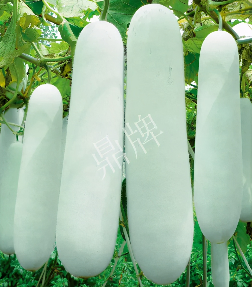 這個(gè)品種太優(yōu)秀了！耐儲(chǔ)耐運(yùn)，適合大面積種植，菜農(nóng)瓜販都喜歡
