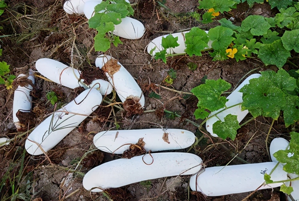 這個(gè)品種太優(yōu)秀了！耐儲(chǔ)耐運(yùn)，適合大面積種植，菜農(nóng)瓜販都喜歡