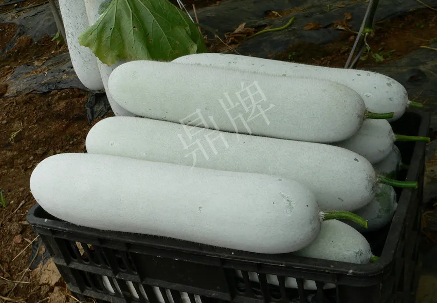 這個(gè)品種太優(yōu)秀了！耐儲(chǔ)耐運(yùn)，適合大面積種植，菜農(nóng)瓜販都喜歡