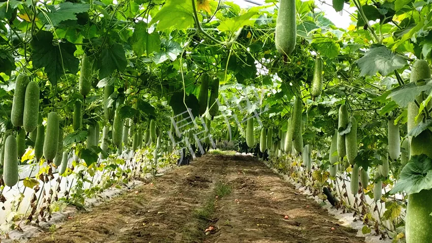 什么品種的冬瓜按個(gè)買(mǎi)？?jī)r(jià)格是同期黑皮冬瓜五倍