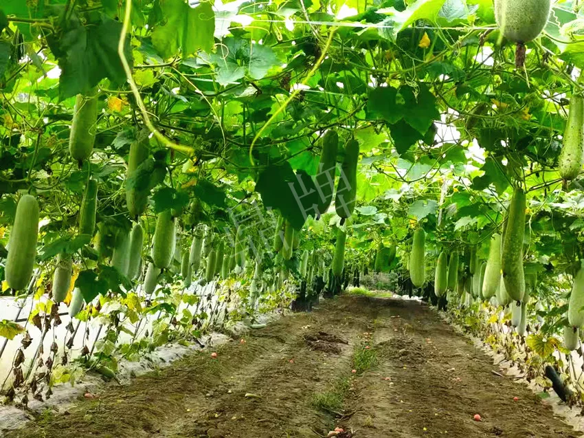 什么品種的冬瓜按個(gè)買(mǎi)？?jī)r(jià)格是同期黑皮冬瓜五倍