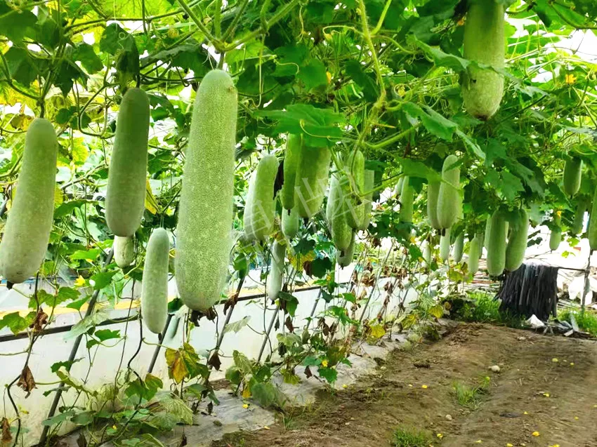 什么品種的冬瓜按個(gè)買(mǎi)？?jī)r(jià)格是同期黑皮冬瓜五倍