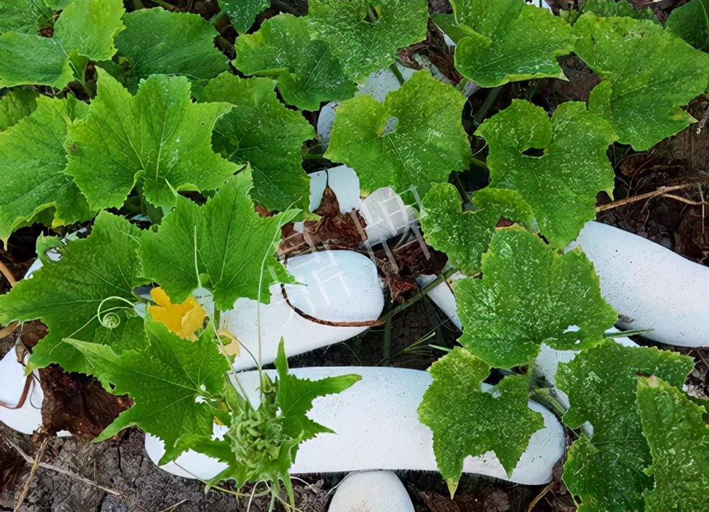 什么品種的冬瓜按個(gè)買(mǎi)？?jī)r(jià)格是同期黑皮冬瓜五倍