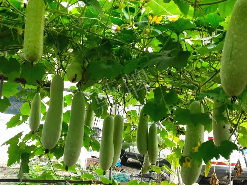 什么品種的冬瓜按個(gè)買(mǎi)？?jī)r(jià)格是同期黑皮冬瓜五倍