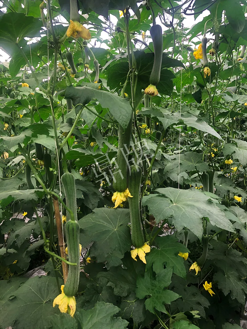 這個絲瓜怎么種都優(yōu)秀！賣價和產(chǎn)量都很高