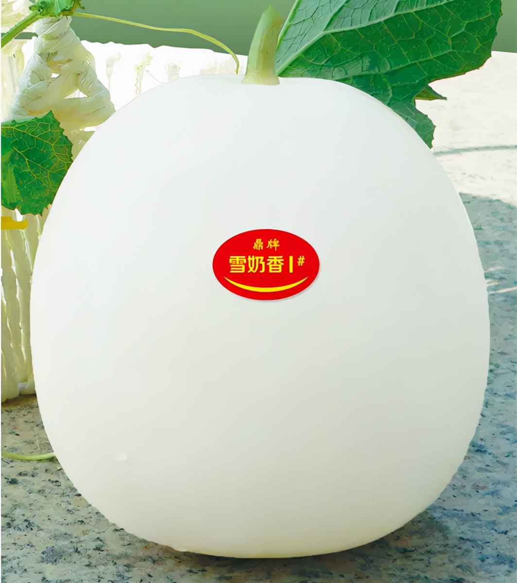 河南焦作的李向林今年種植甜瓜新品種，客戶直接拉貨走人