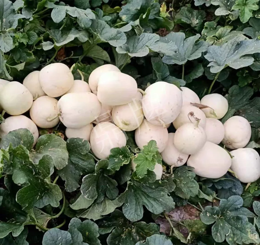 河南焦作的李向林今年種植甜瓜新品種，客戶直接拉貨走人