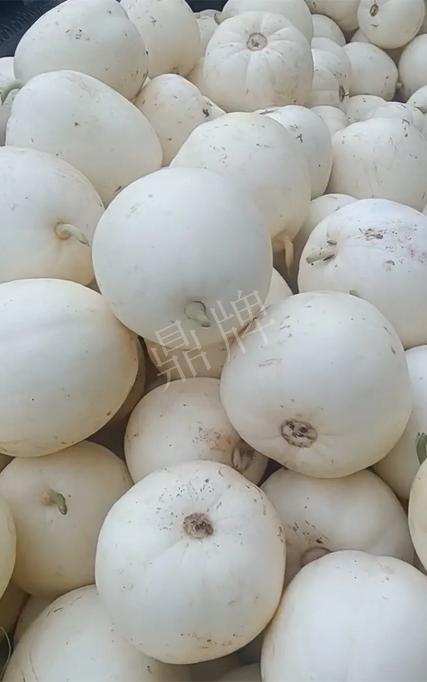 河南焦作的李向林今年種植甜瓜新品種，客戶直接拉貨走人