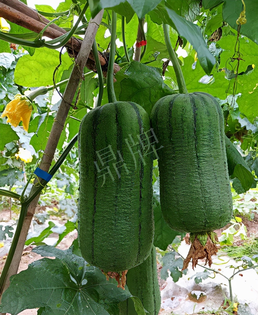 臺(tái)州的曾方明試種新品種，畝收入超過(guò)6萬(wàn)元