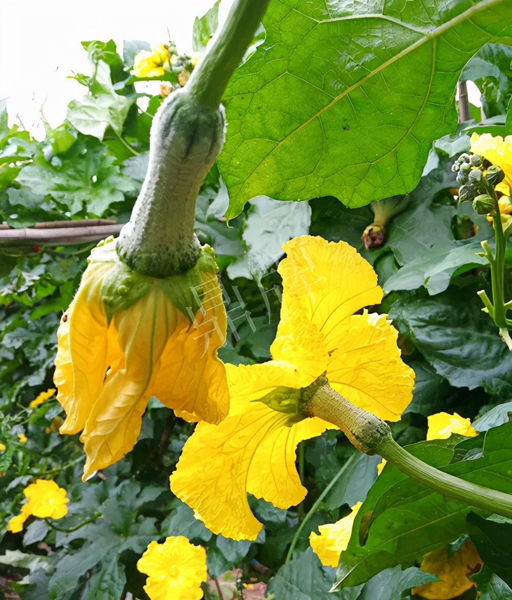 臺(tái)州的曾方明試種新品種，畝收入超過(guò)6萬(wàn)元