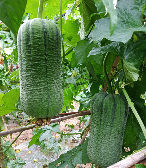 臺(tái)州的曾方明試種新品種，畝收入超過(guò)6萬(wàn)元