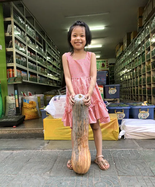 四川農(nóng)戶今年種“健美蜜本”南瓜產(chǎn)量高，品質(zhì)好，感覺(jué)巴適得很