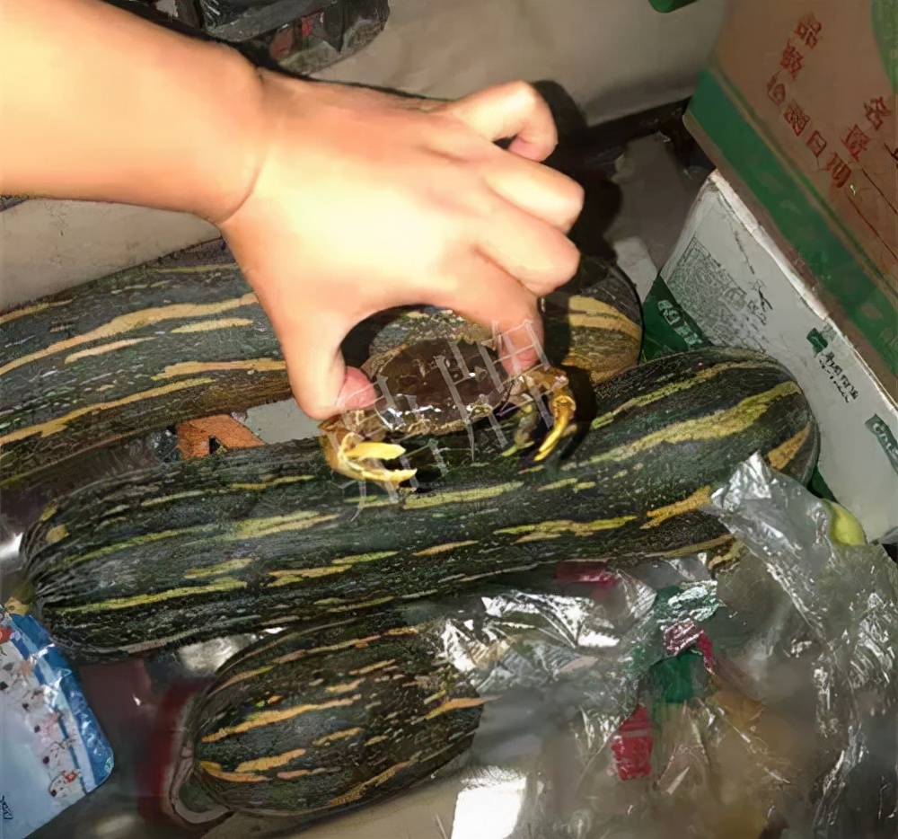 四川農(nóng)戶今年種“健美蜜本”南瓜產(chǎn)量高，品質(zhì)好，感覺(jué)巴適得很