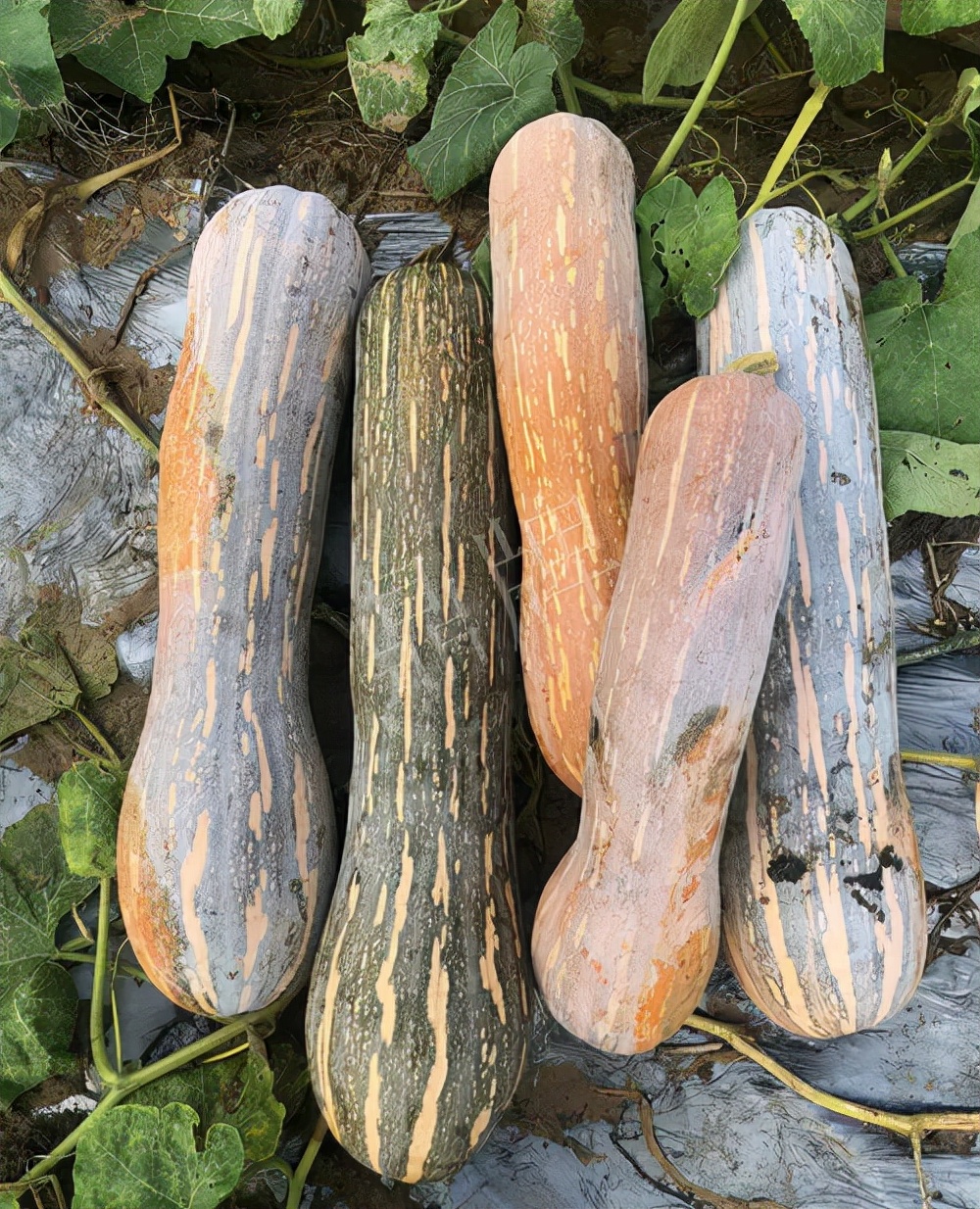 四川農(nóng)戶今年種“健美蜜本”南瓜產(chǎn)量高，品質(zhì)好，感覺(jué)巴適得很