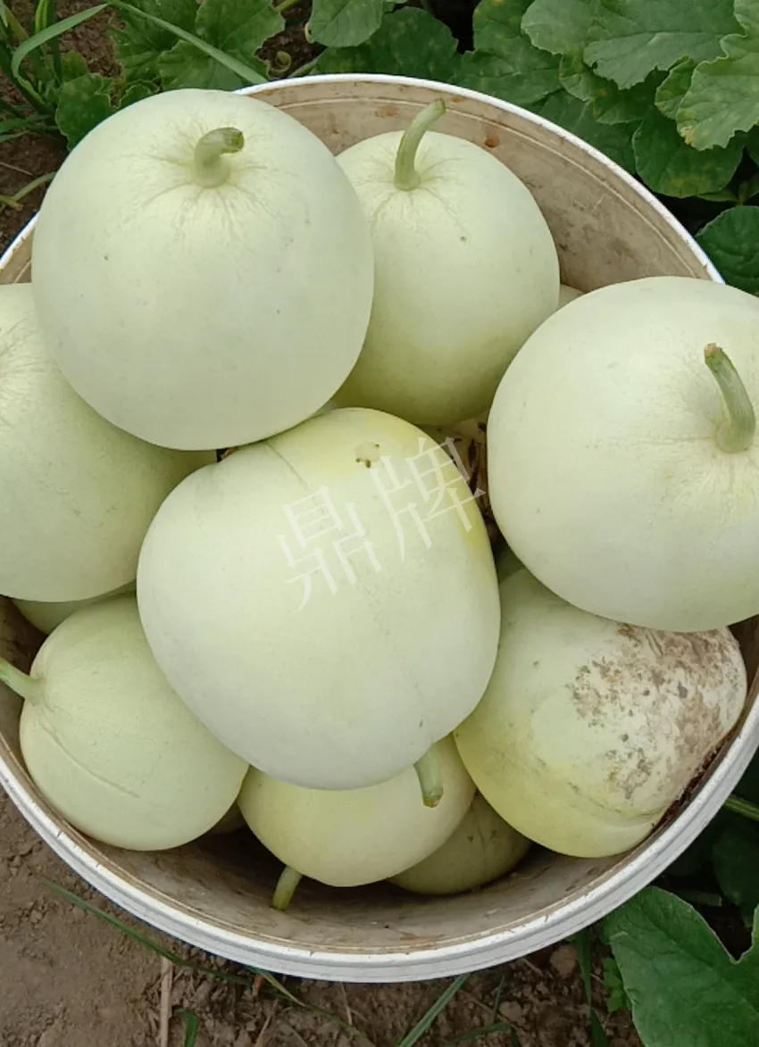 其他品種的甜瓜2塊1斤都賣不動(dòng)，我的玉奶香2號(hào)甜瓜2塊5直接搶