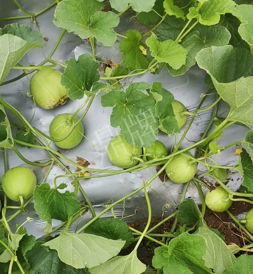 其他品種的甜瓜2塊1斤都賣不動(dòng)，我的玉奶香2號(hào)甜瓜2塊5直接搶