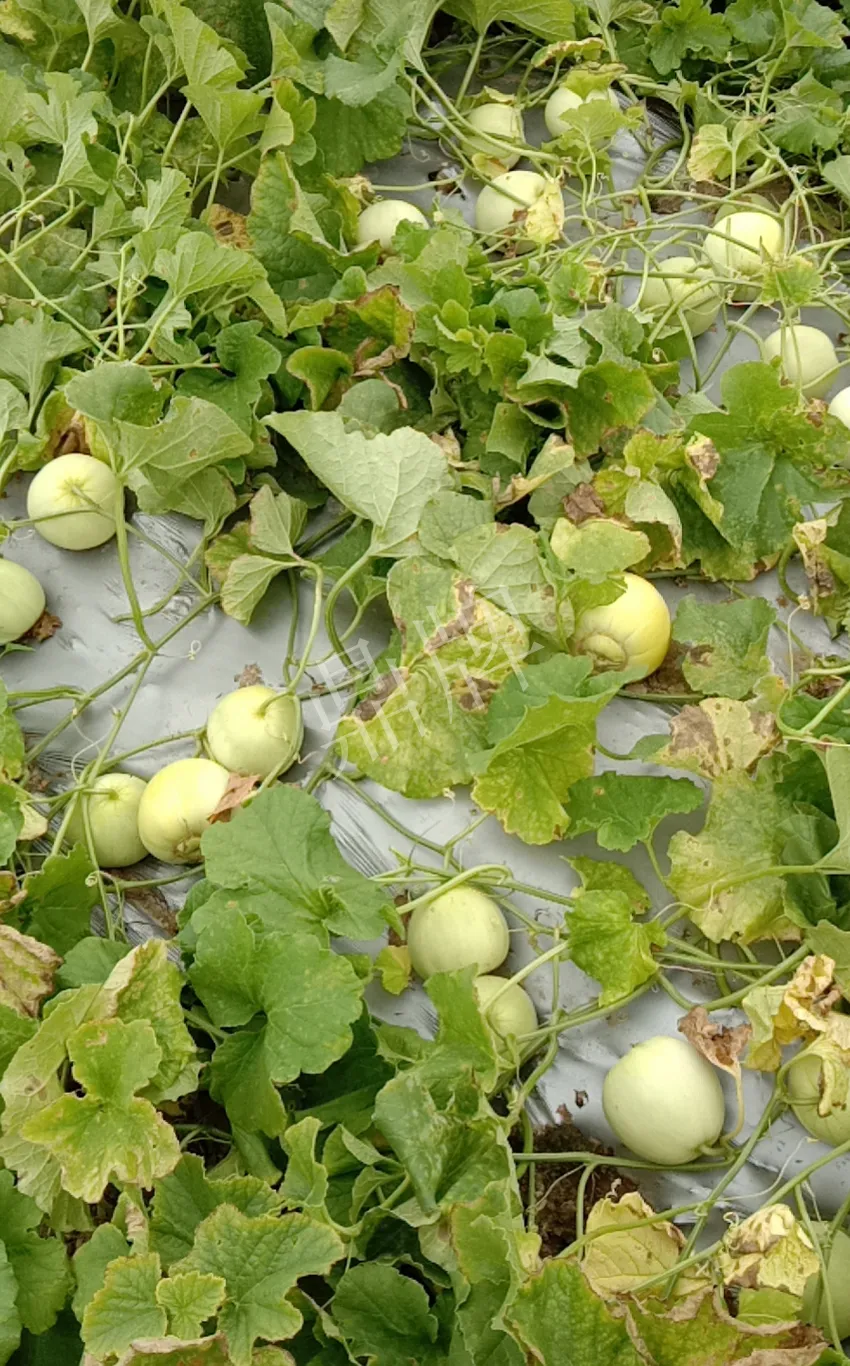 其他品種的甜瓜2塊1斤都賣不動(dòng)，我的玉奶香2號(hào)甜瓜2塊5直接搶