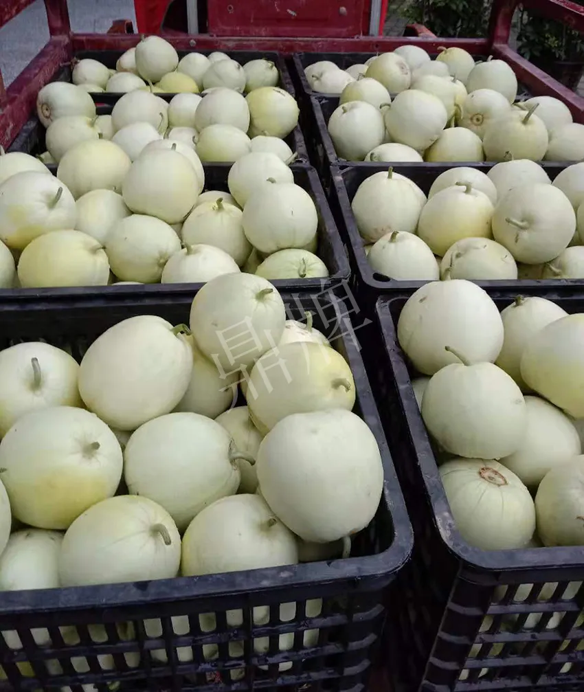 其他品種的甜瓜2塊1斤都賣不動(dòng)，我的玉奶香2號(hào)甜瓜2塊5直接搶